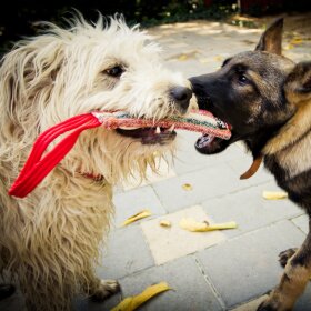 Dog tugs Dog tugs